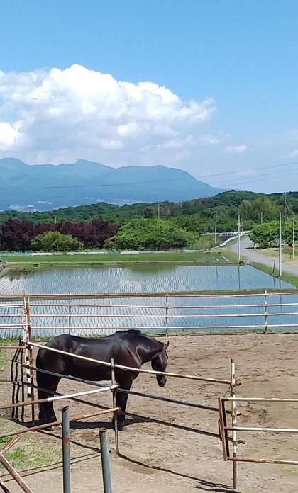 吾妻教室の持ち馬で馬車馬の「朝太郎君」