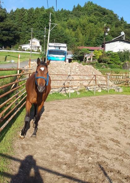 吾妻教室の持ち馬「ミライちゃん」