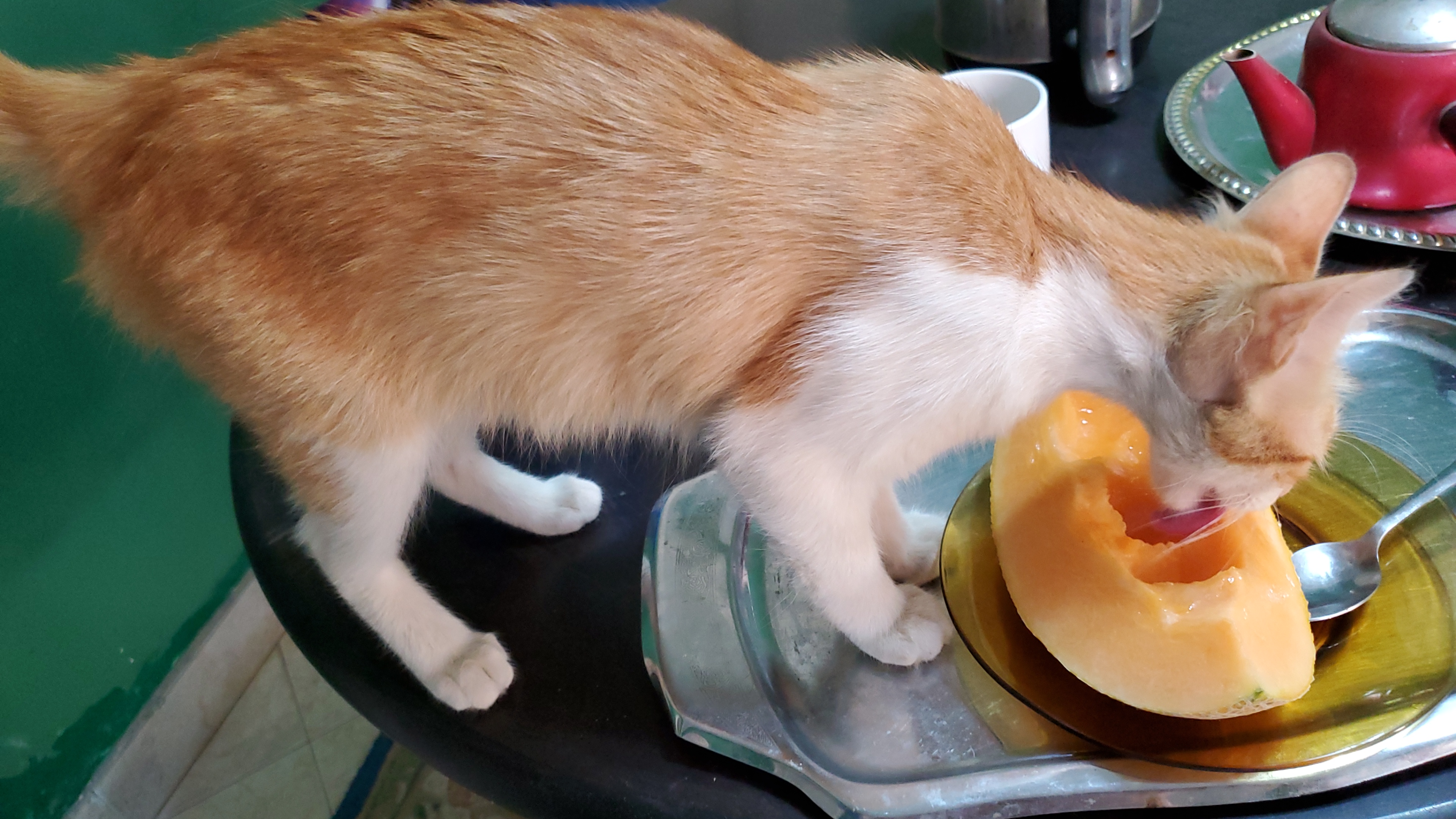 エジプトの猫さん