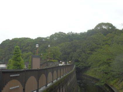 妙正寺川側からの樹林層
