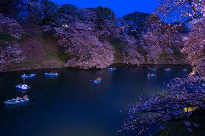 千鳥ヶ淵の夜桜です